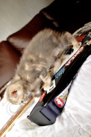 /album/animaux/a0021106-jpg/