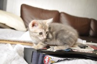 /album/animaux/a0021112-jpg/