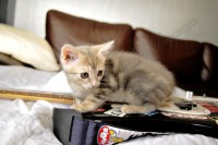 /album/animaux/a0021113-jpg/